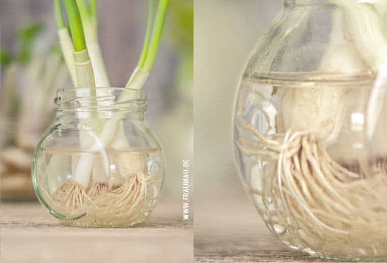 Nachzucht aus Resten – Regrow from Scraps