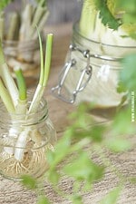 Nachzucht aus Resten – Regrow from Scraps