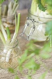 Nachzucht aus Resten – Regrow from Scraps