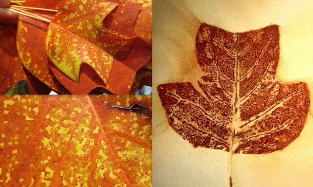 Leaf-Monoprint