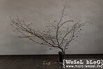 DIY Herbstbaum