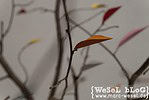 DIY Herbstbaum