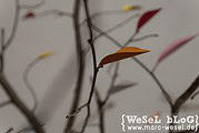 DIY Herbstbaum