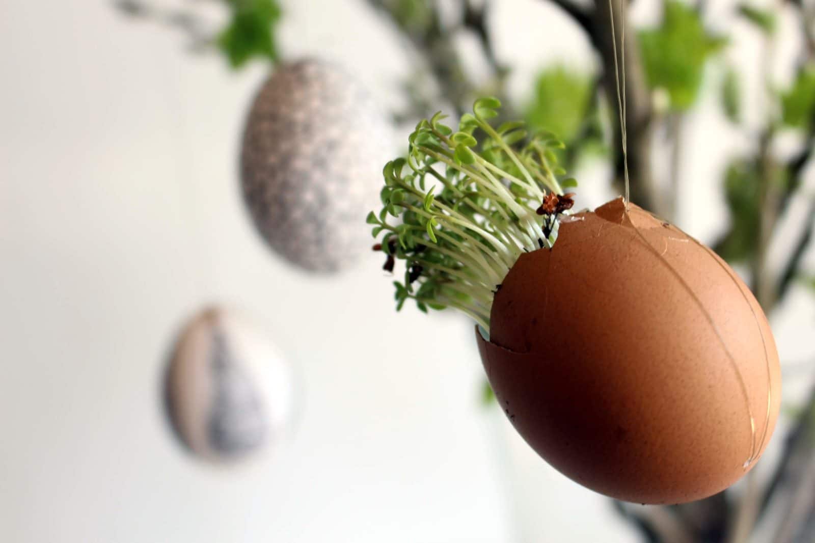 Kresseeier als „hanging Kresse“