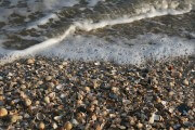 Kleine Muscheln und Schalen am Strand, Meereswellen rollen an die Küste, Naturaufnahme für maritime und Strandthemen.