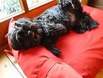 Hundebett