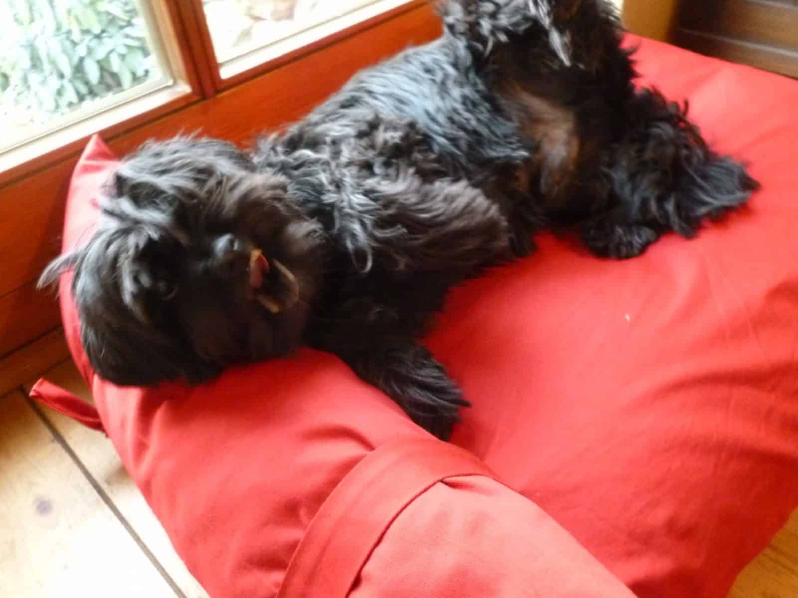 Hundebett