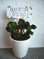 Glücksklee pimpen: Wünsche + einen Haufen Konfetti