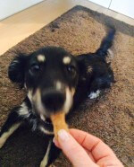 Hundekekse selbst gebacken