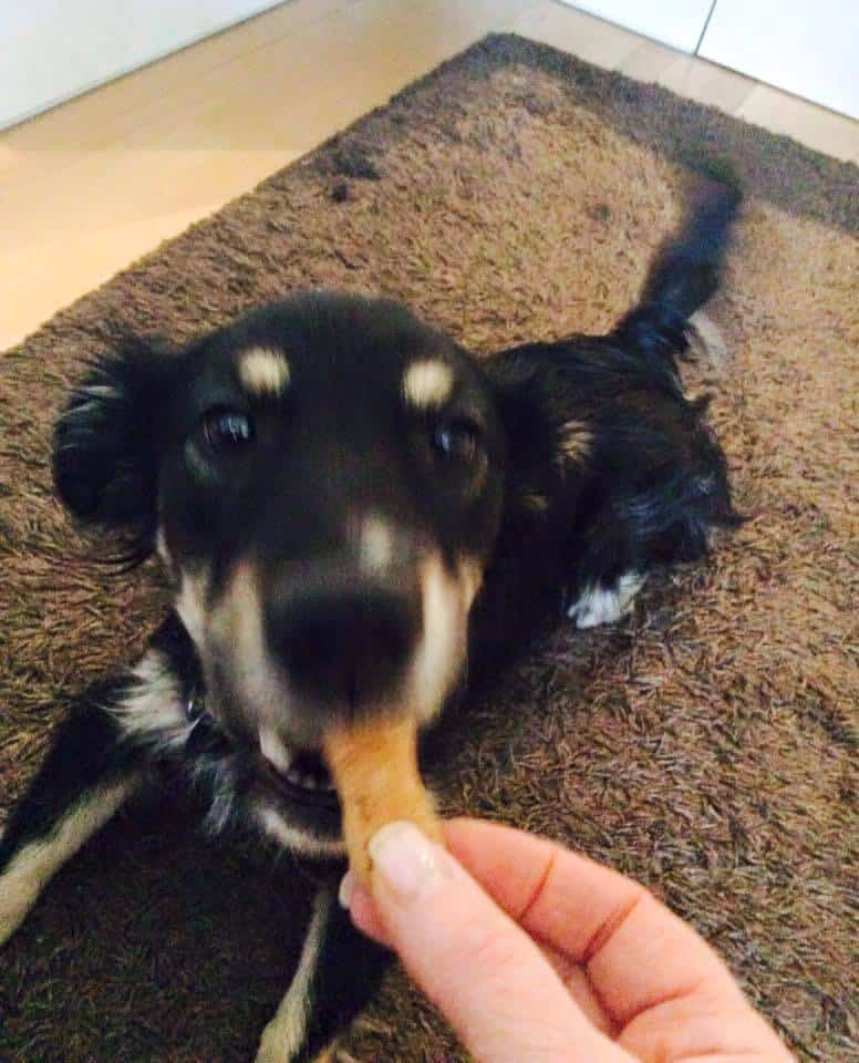 Hundekekse selbst gebacken