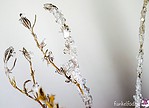 DIY – Lavendel mit Kristallen bewachsen lassen