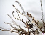DIY – Lavendel mit Kristallen bewachsen lassen