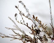 DIY – Lavendel mit Kristallen bewachsen lassen