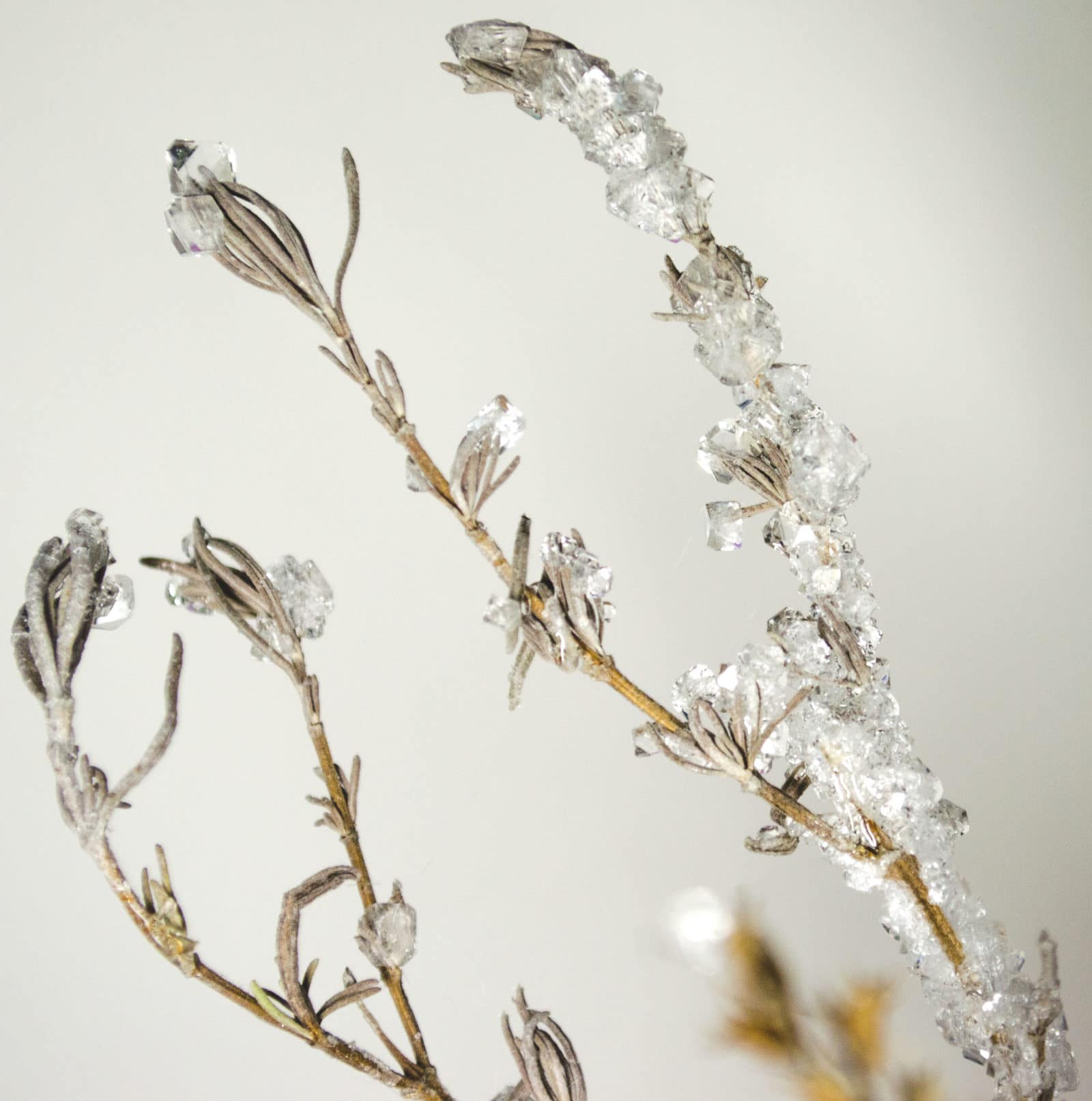 DIY – Lavendel mit Kristallen bewachsen lassen