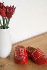 Tulipa micans…