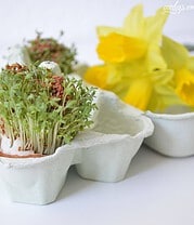 Kresseeier für Ostern