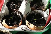 Avocadoschalen und Eierschalen als ideale Pflanztöpfchen