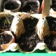 Avocadoschalen und Eierschalen als ideale Pflanztöpfchen