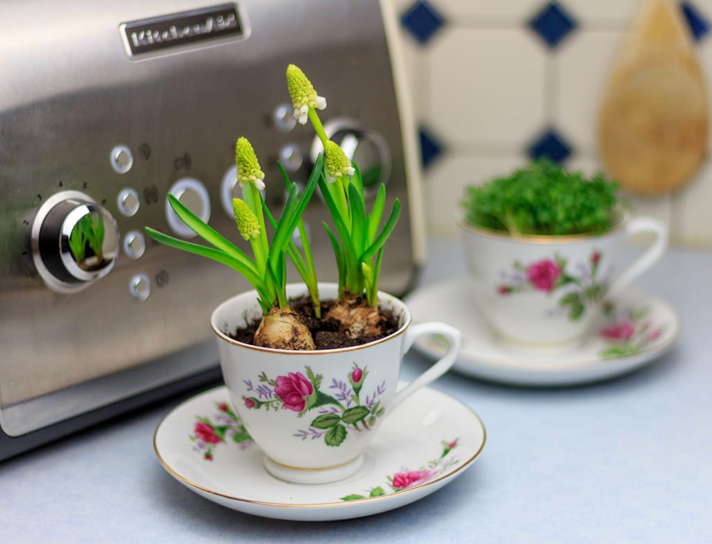 Upcycling von Tassen zu Blumentöpfen