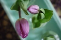 Frühlings-DIY mit Tulpen