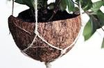 DIY Kokosnuss-Makramee-Blumenampel