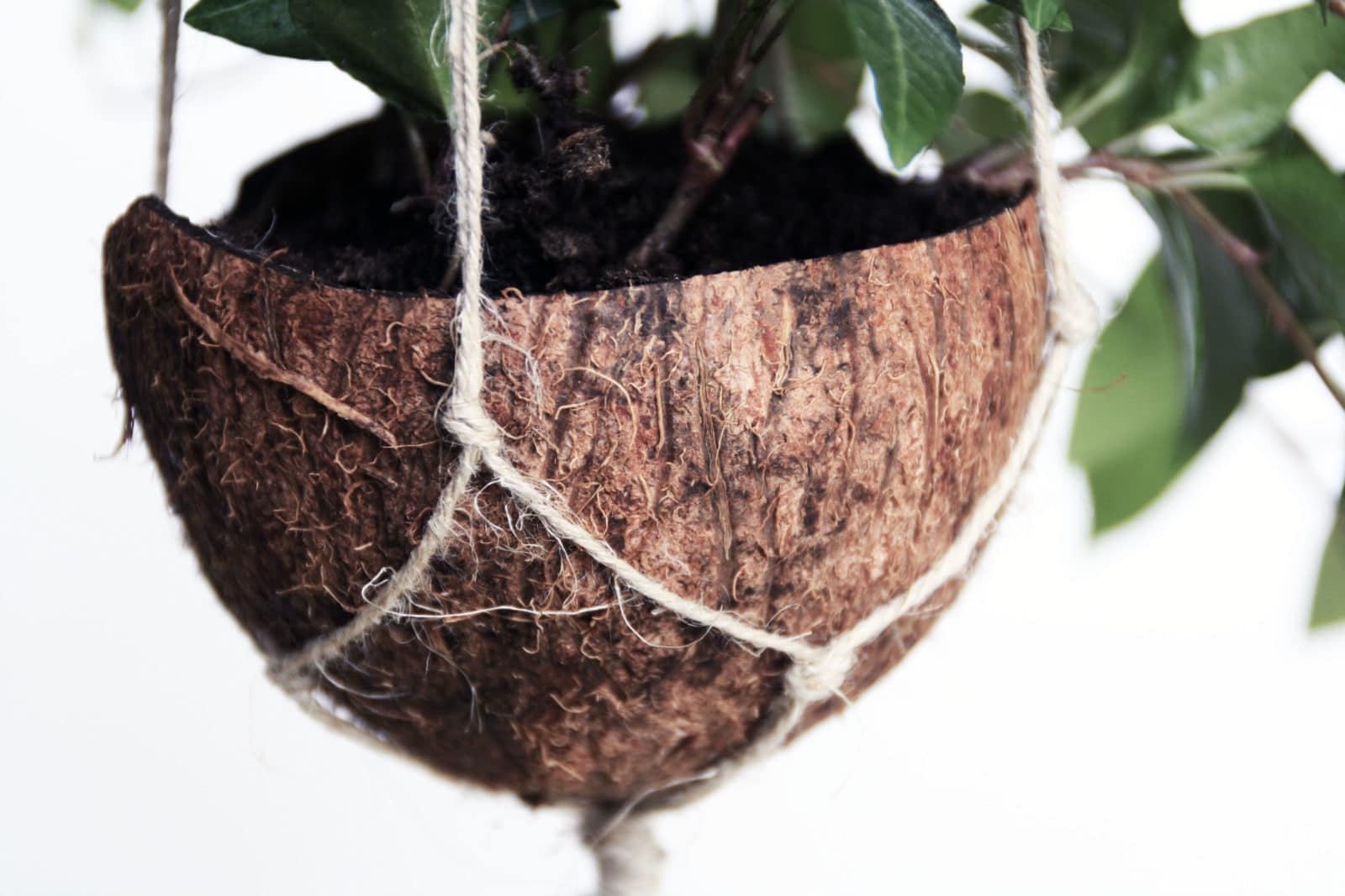 DIY Kokosnuss-Makramee-Blumenampel
