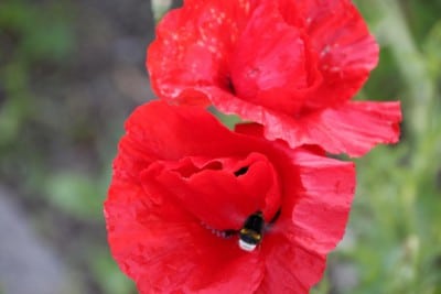 Mohnblumen nutzen - Mohnsirup, Tinte, Tee