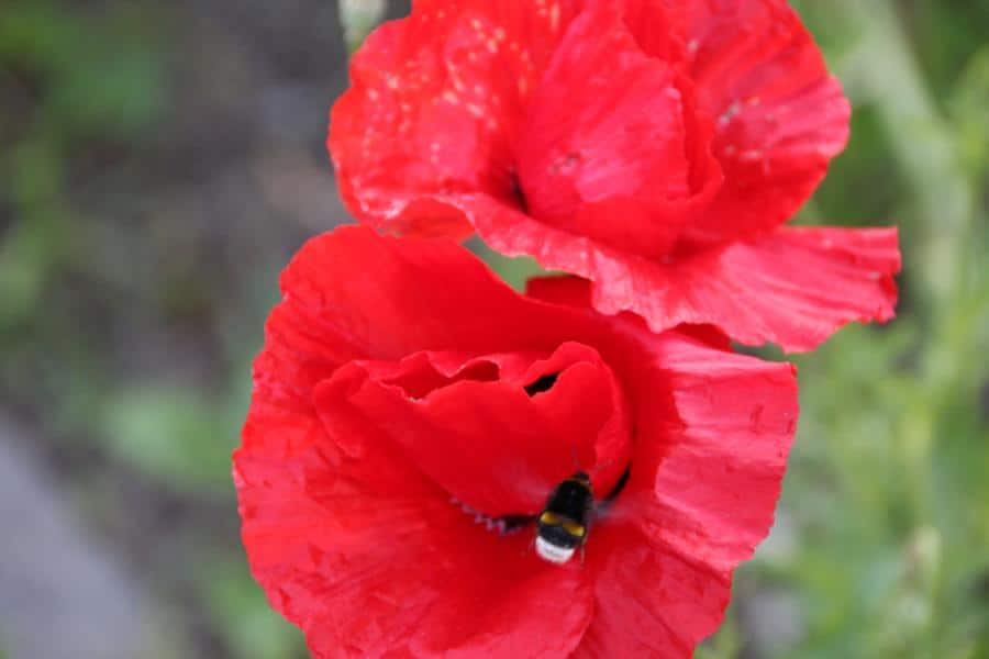 Mohnblumen nutzen – Mohnsirup, Tinte, Tee