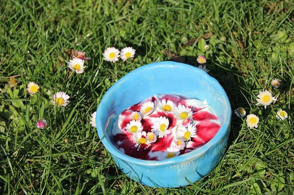 Gänseblümchen - lecker, schön und gesund - ein Heilkraut