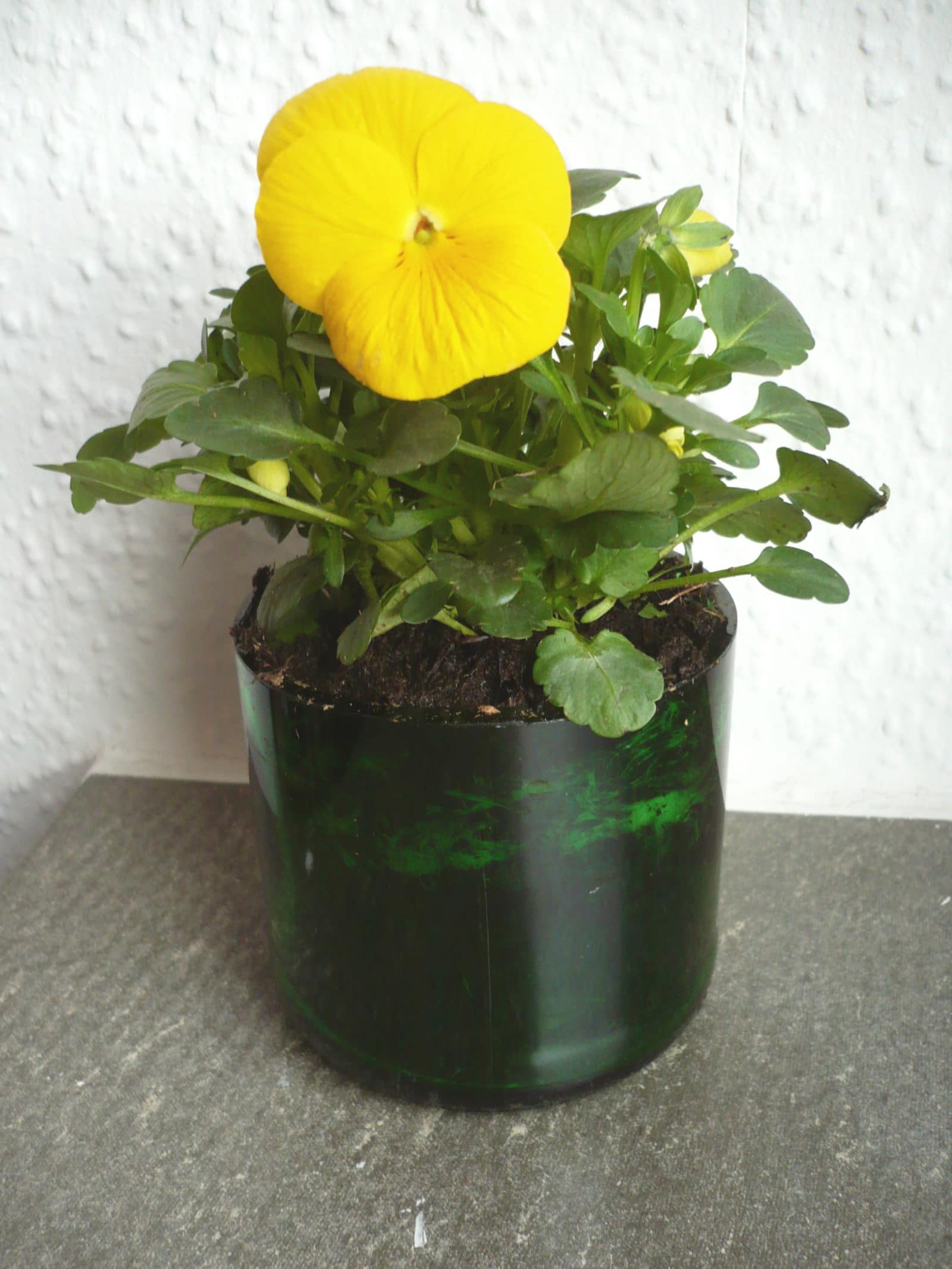 Ein Blumentopf aus Altglas – Upcycling