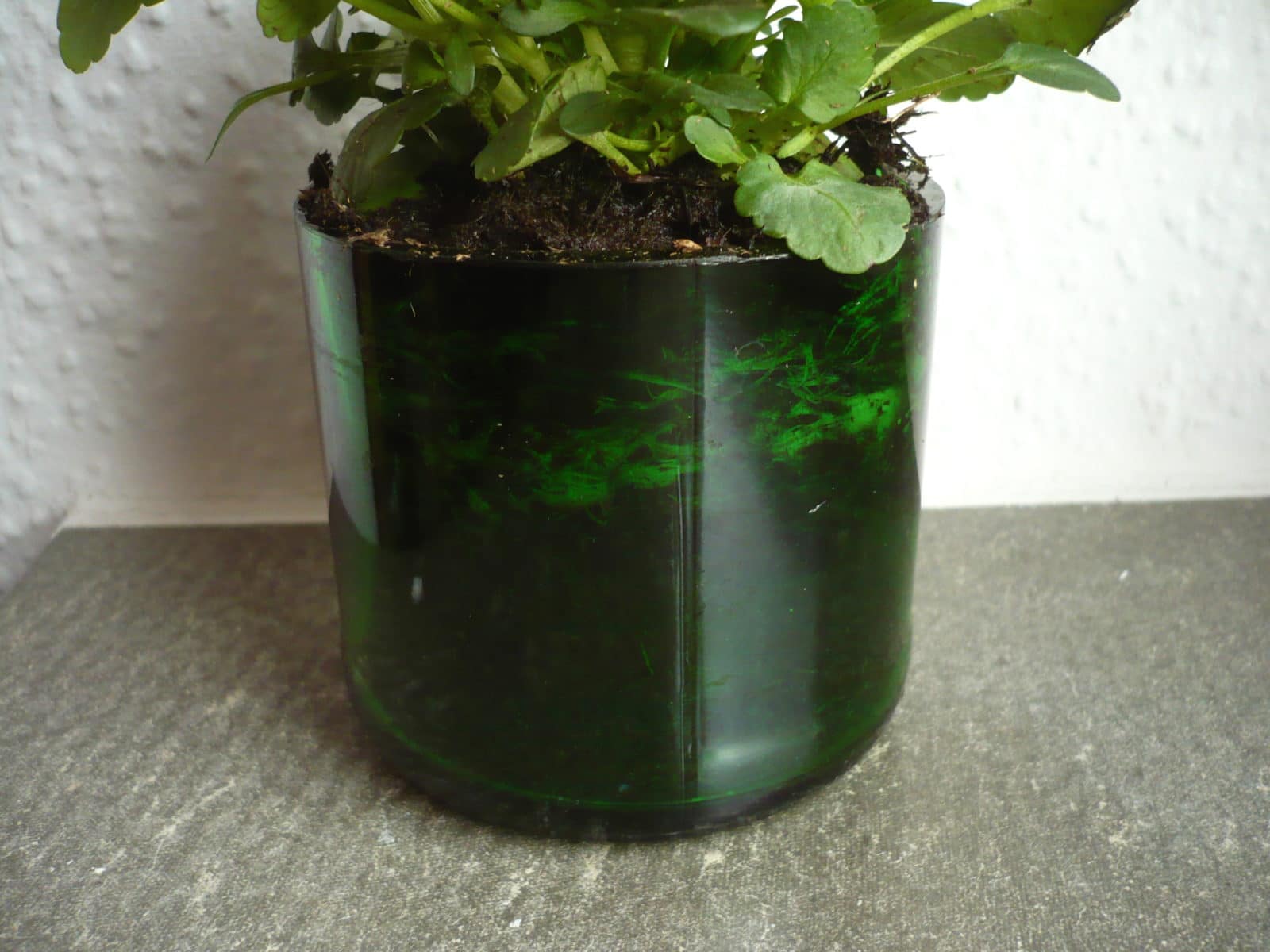 Ein Blumentopf aus Altglas – Upcycling
