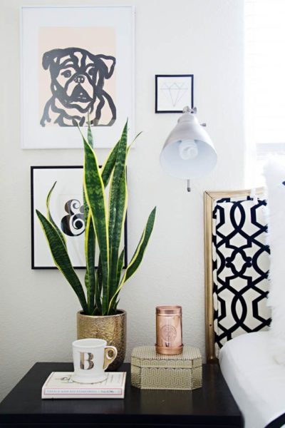 #LOVE – THE „MUST HAVE PLANTS“ OF HOME DECOR