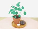 DIY Pflanze aus Papier – Chinesischer Geldbaum