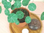 DIY Pflanze aus Papier – Chinesischer Geldbaum