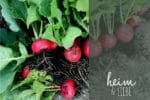 Gemüse anbauen: so klappt es mit der Ernte auch für Gartenneulinge