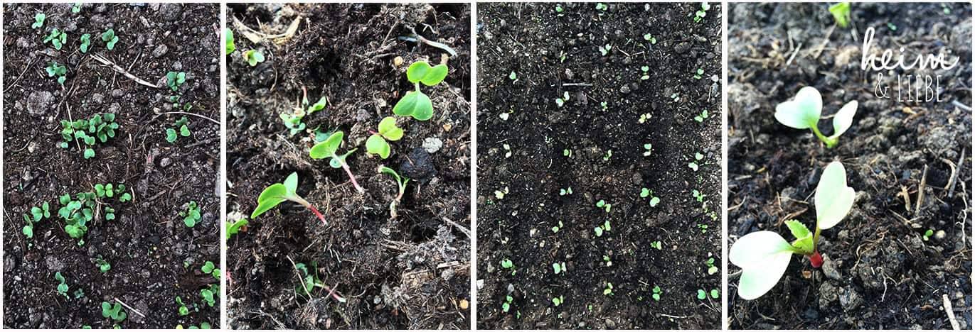 Gemüse anbauen: so klappt es mit der Ernte auch für Gartenneulinge