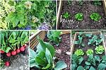 Gemüse anbauen: so klappt es mit der Ernte auch für Gartenneulinge
