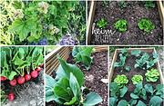 Gemüse anbauen: so klappt es mit der Ernte auch für Gartenneulinge