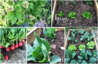 Gemüse anbauen: so klappt es mit der Ernte auch für Gartenneulinge