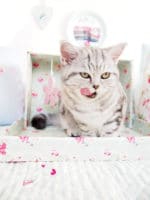 Katzenvilla aus einem Schuhkarton