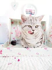 Katzenvilla aus einem Schuhkarton