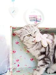 Katzenvilla aus einem Schuhkarton
