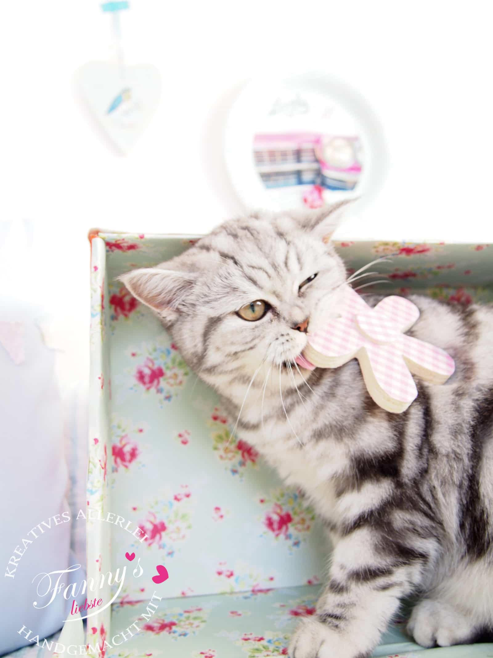 Katzenvilla aus einem Schuhkarton