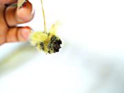 Bienen aus Erlensamen