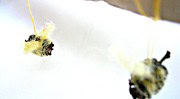 Bienen aus Erlensamen