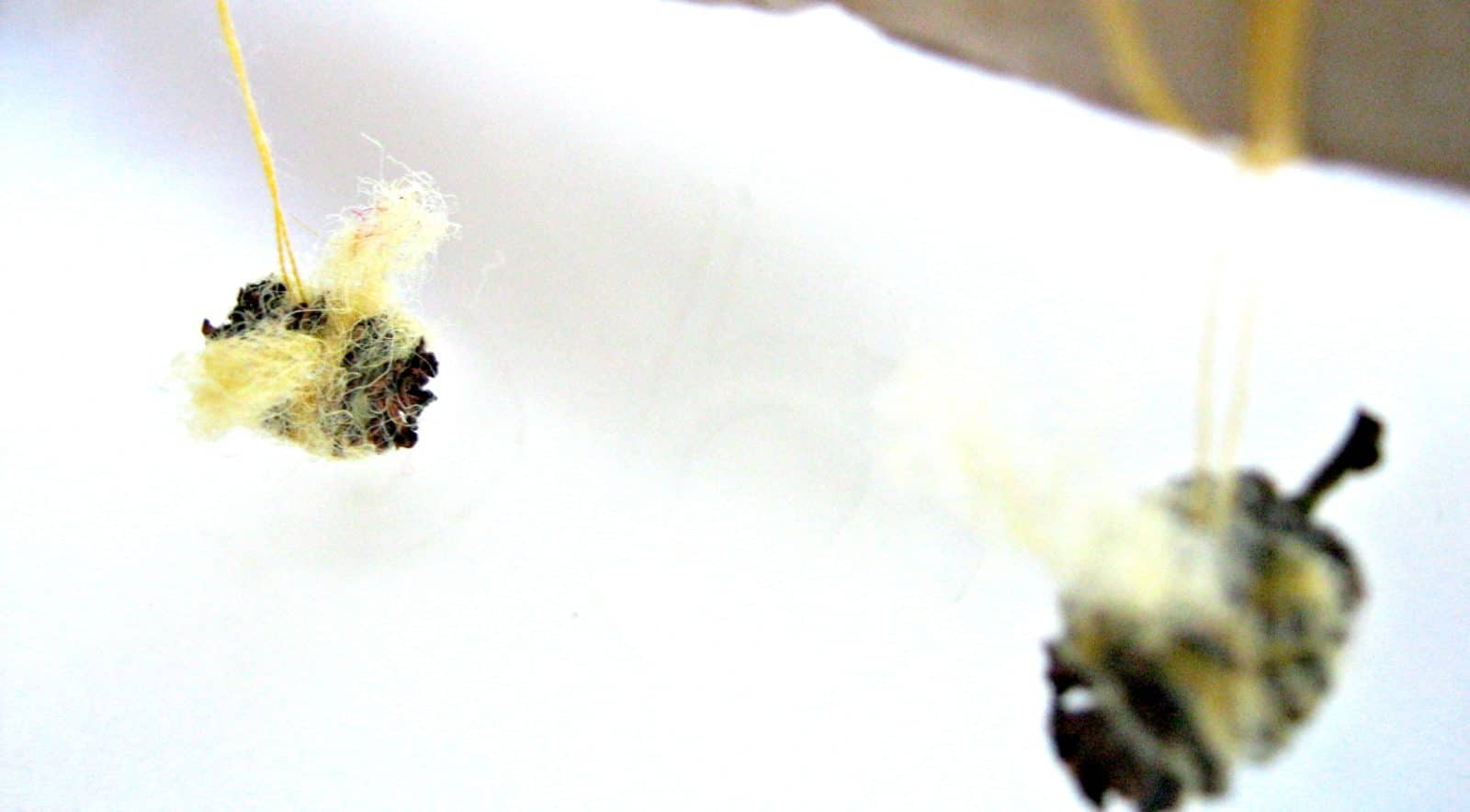 Bienen aus Erlensamen