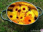 Ringelblumensalbe selber machen