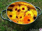 Ringelblumensalbe selber machen – von Funkelfaden