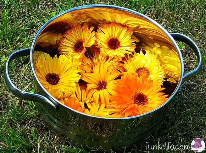 Ringelblumensalbe selber machen
