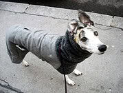 Hund trägt grauen Mantel und dunklen Schal, steht auf Gehweg, Blick in die Kamera, bei Spaziergang in der Stadt, Haustiermode, Hundemode, Streetstyle Hund.